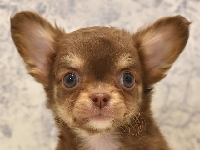 静岡県のチワワ(ロング) (ペッツワン伊東店/2024年1月28日生まれ/女の子/チョコレートタンホワイト)の子犬